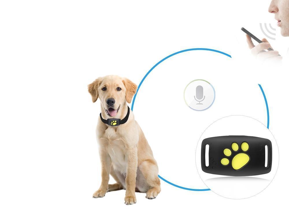 Sistema di localizzazione GPS per gatti con aggiornamenti sulla posizione in tempo reale - compatto e leggero